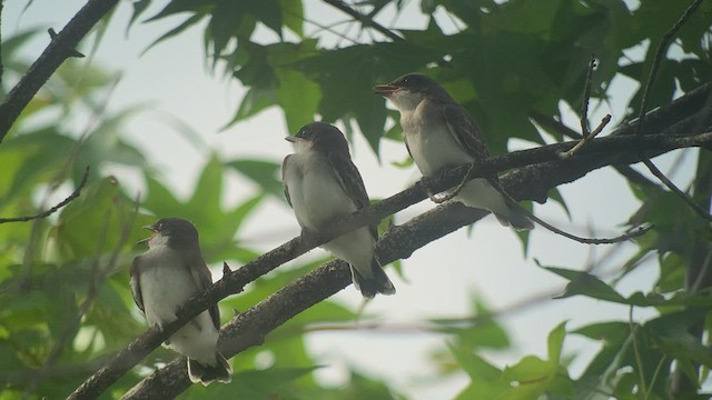 tyran obecný - ML462936091