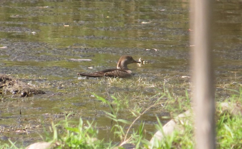 Hooded Merganser - ML46293631