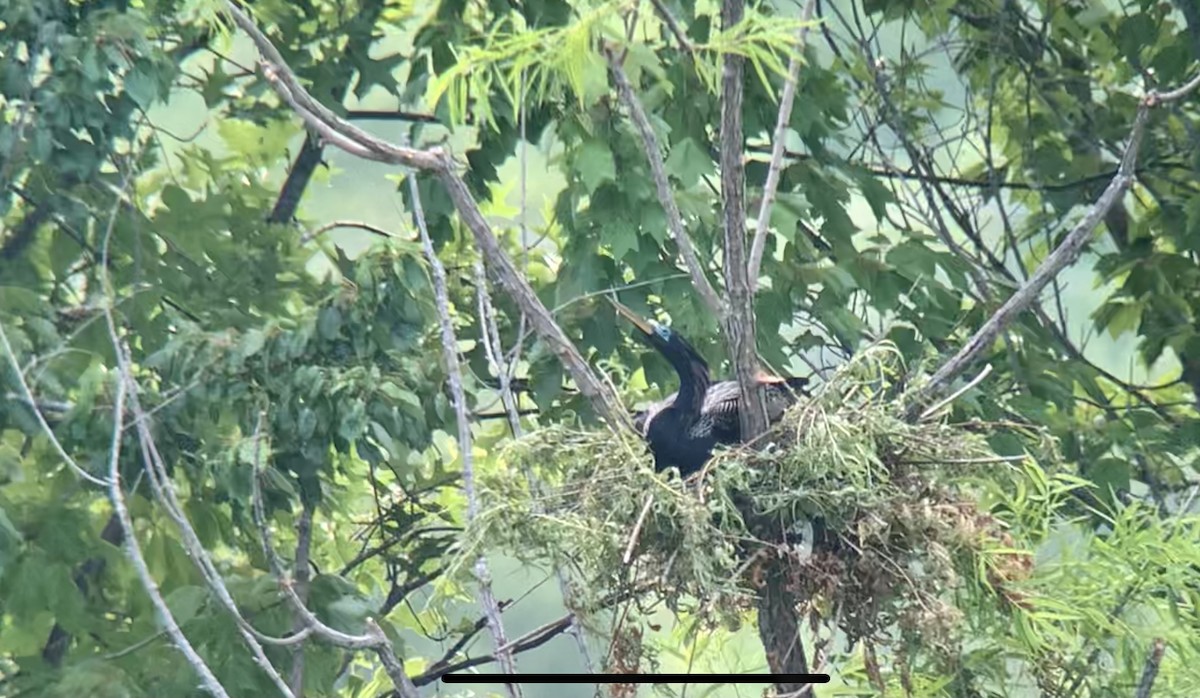 anhinga americká - ML462936311