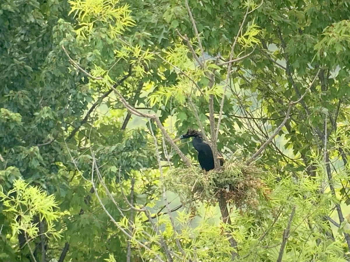 anhinga americká - ML462936321