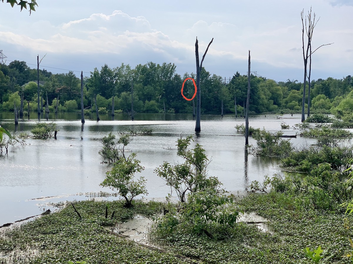 Anhinga - Ellison Orcutt