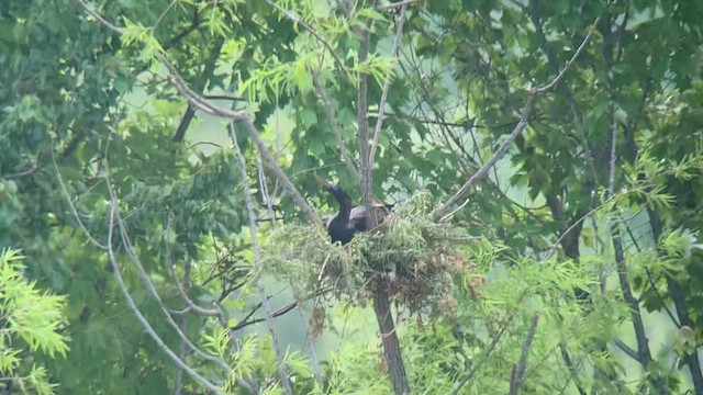 anhinga americká - ML462936341
