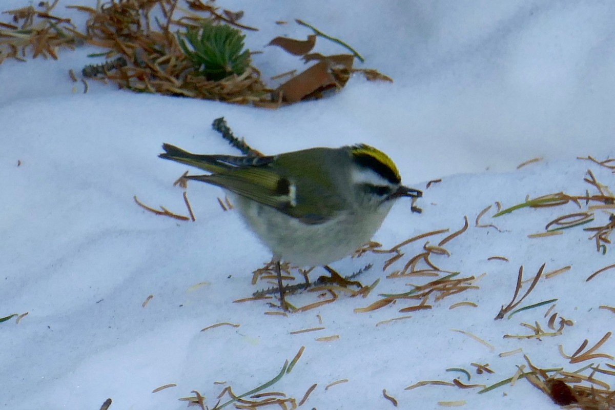 Golden-crowned Kinglet - ML462936371