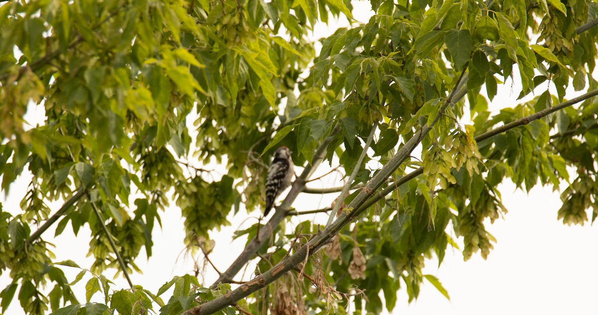 Lesser Spotted Woodpecker - ML462936591