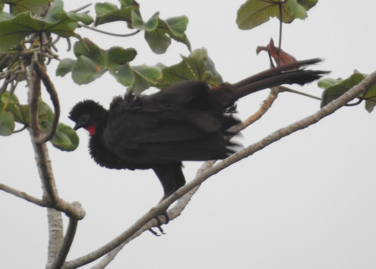 Crested Guan - ML462936821