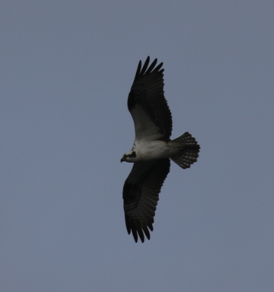 Osprey - ML46293711