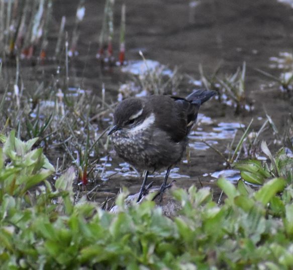 Dark-bellied Cinclodes - ML462939051