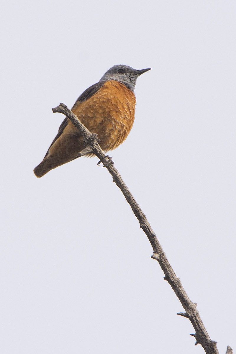 Rufous-tailed Rock-Thrush - Miguel Rouco