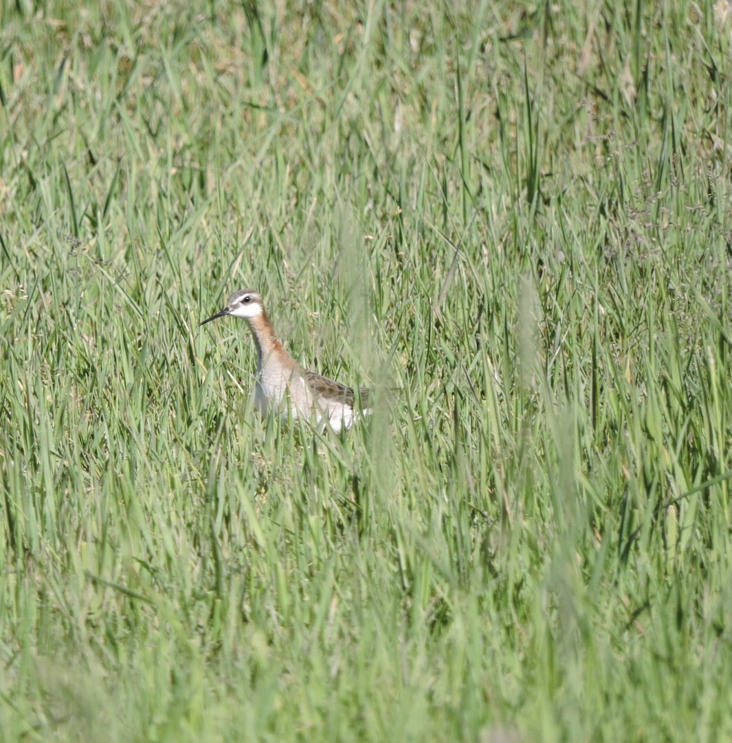 hvithalesvømmesnipe - ML462940041