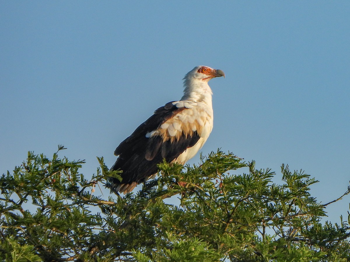 Palm-nut Vulture - ML462940681