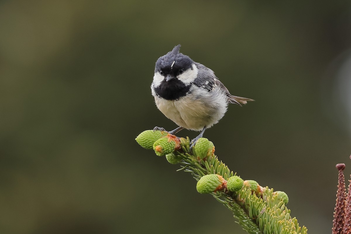 Coal Tit - ML462941181