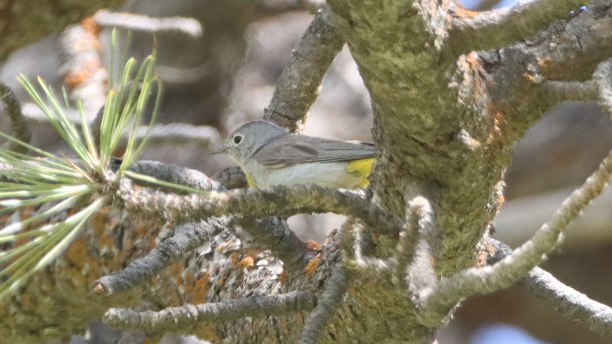 Virginia's Warbler - ML462941611