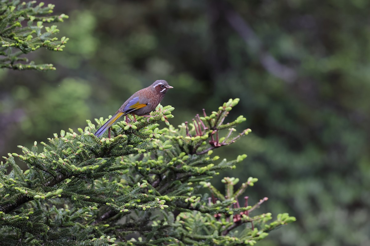 White-whiskered Laughingthrush - ML462941621