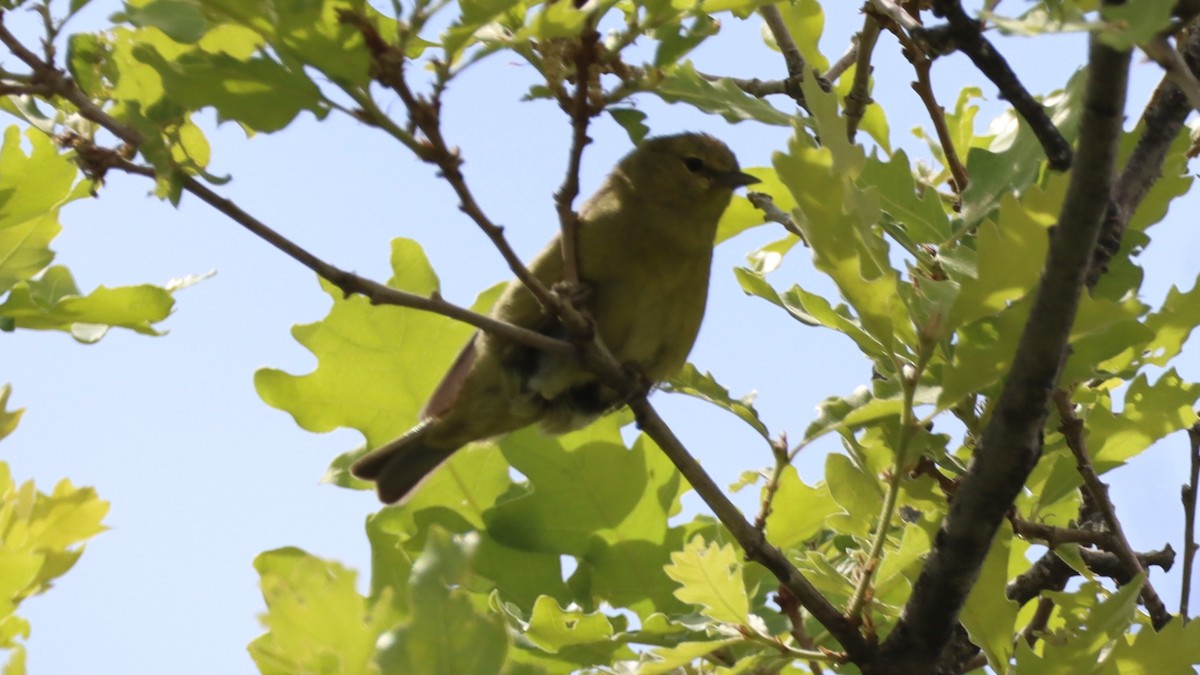 Orange-crowned Warbler - ML462941701
