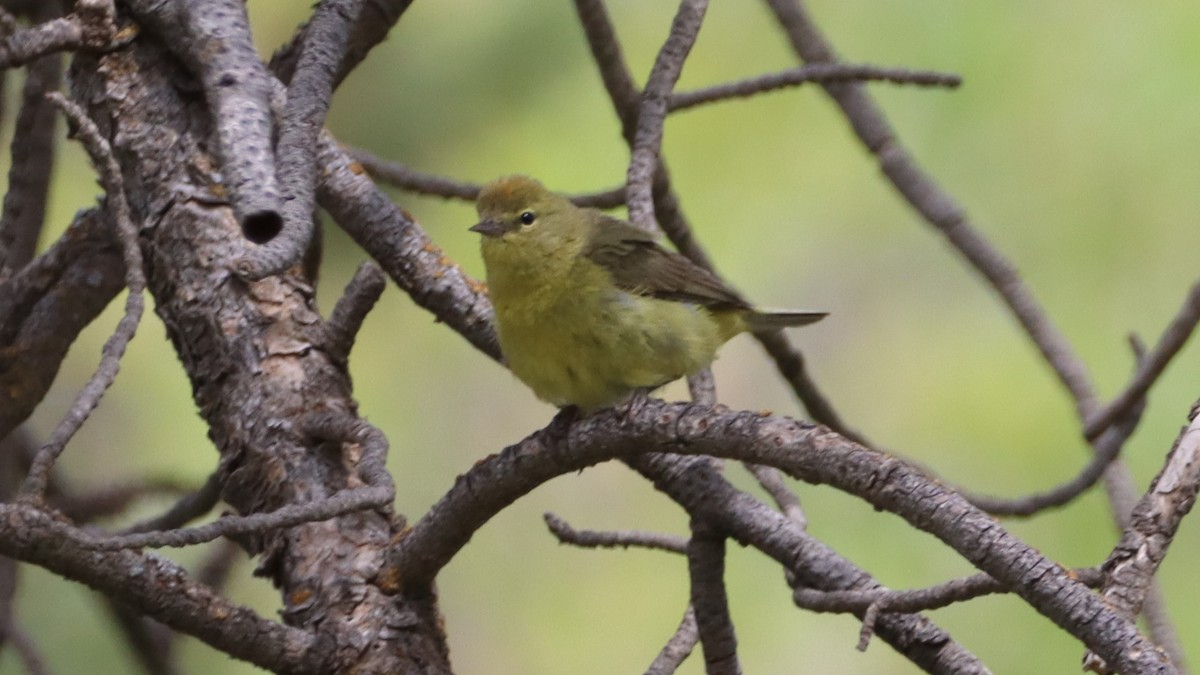 Orange-crowned Warbler - ML462941711