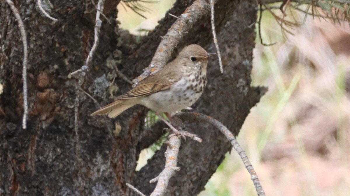 Hermit Thrush - ML462941741
