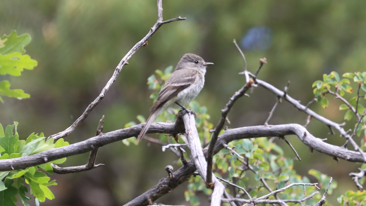 Gray Flycatcher - ML462941761