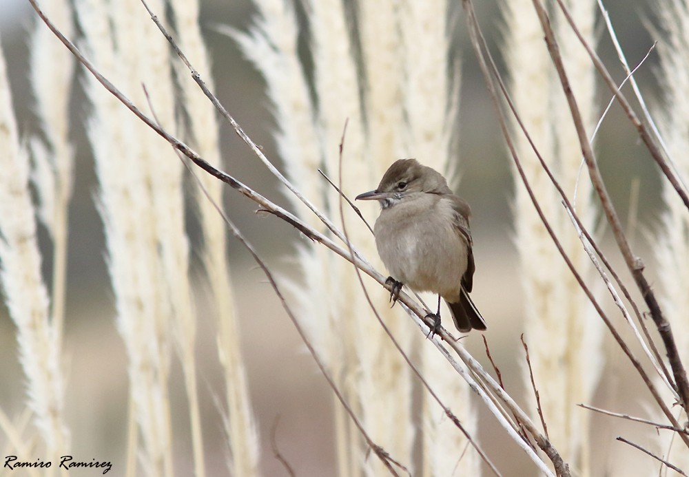 Gray-bellied Shrike-Tyrant - ML462942181