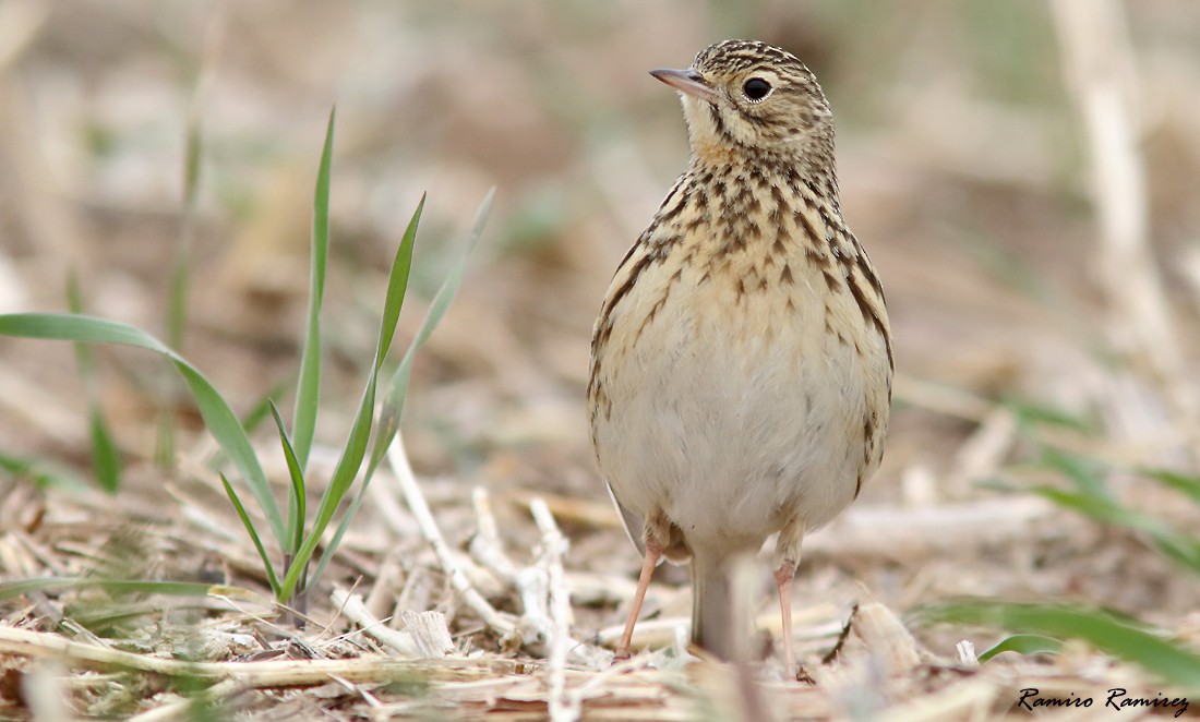 Short-billed Pipit - ML462942391