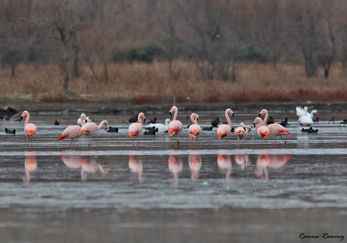 Chilean Flamingo - ML462942511