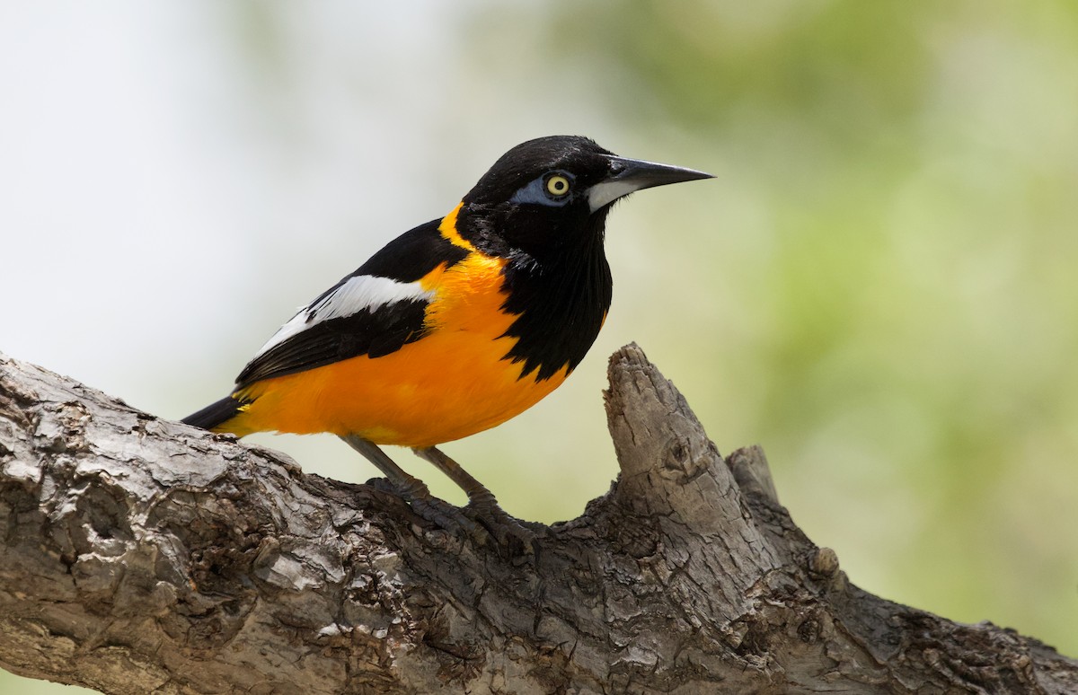 Venezuelan Troupial - ML462942761