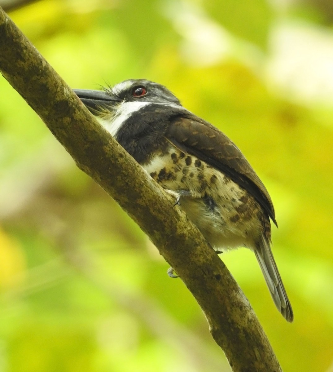 Sooty-capped Puffbird - ML462943221