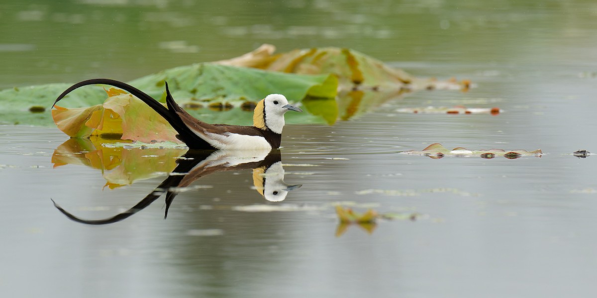 Pheasant-tailed Jacana - ML462943721