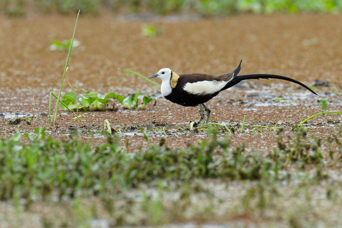 Jacana à longue queue - ML462943781