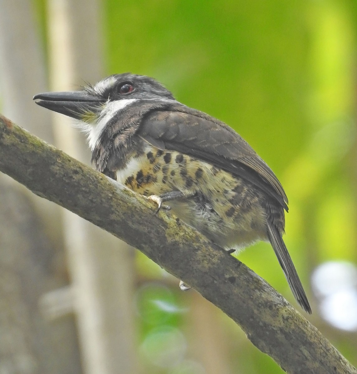 Sooty-capped Puffbird - ML462943831