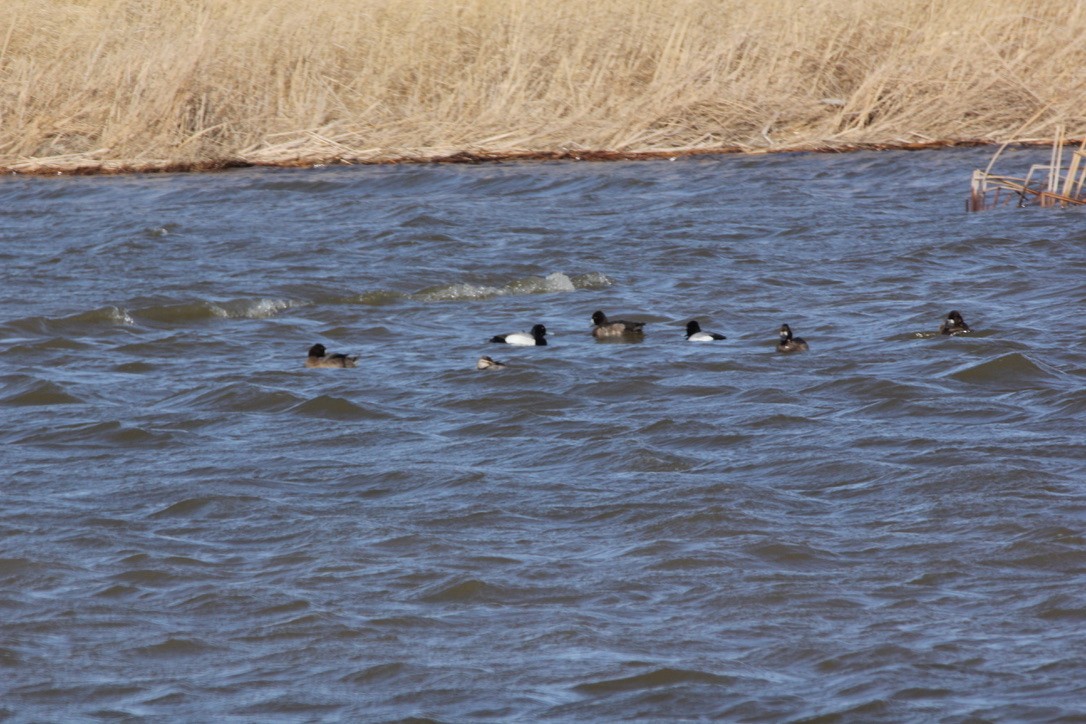 Lesser Scaup - ML462944001