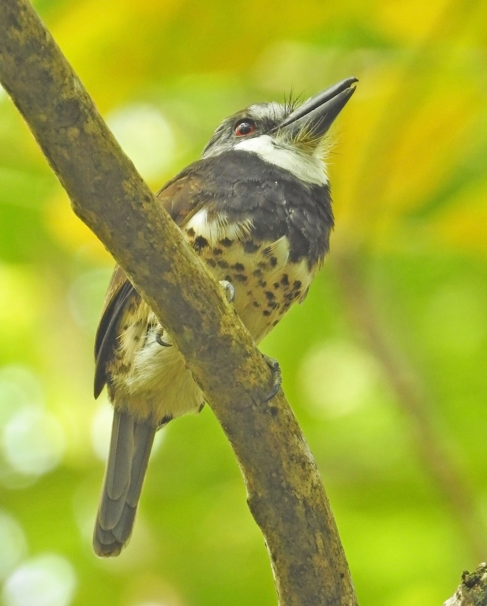 Sooty-capped Puffbird - ML462944581