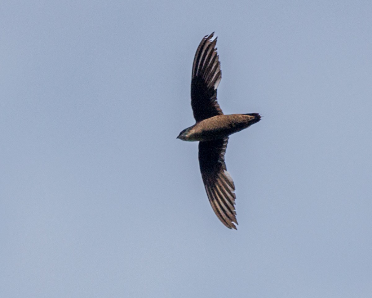 Chimney Swift - ML462944931