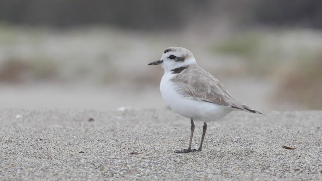 Snowy Plover (nivosus) - ML462944981