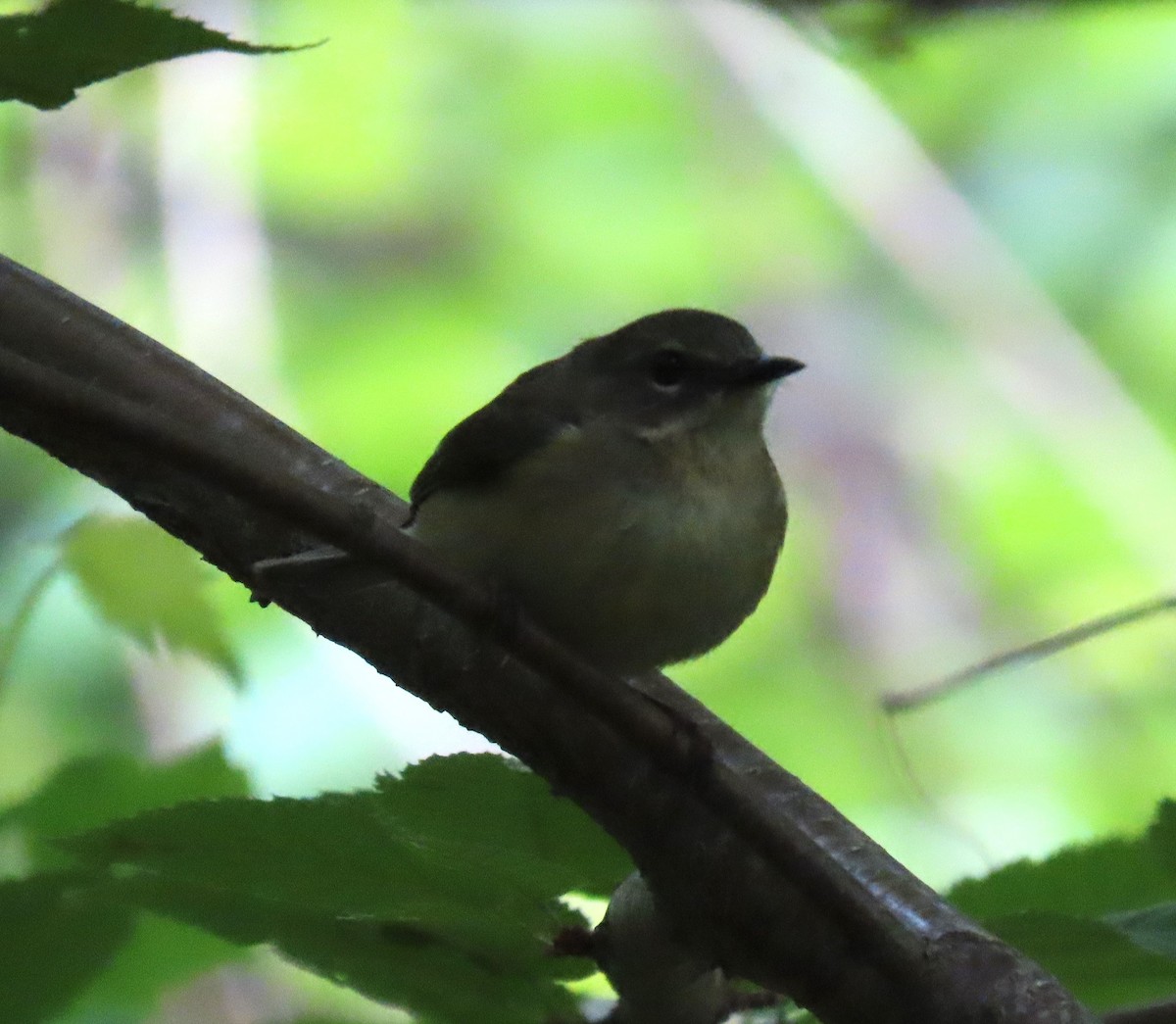 Black-throated Blue Warbler - Patsy & Tom Inglet