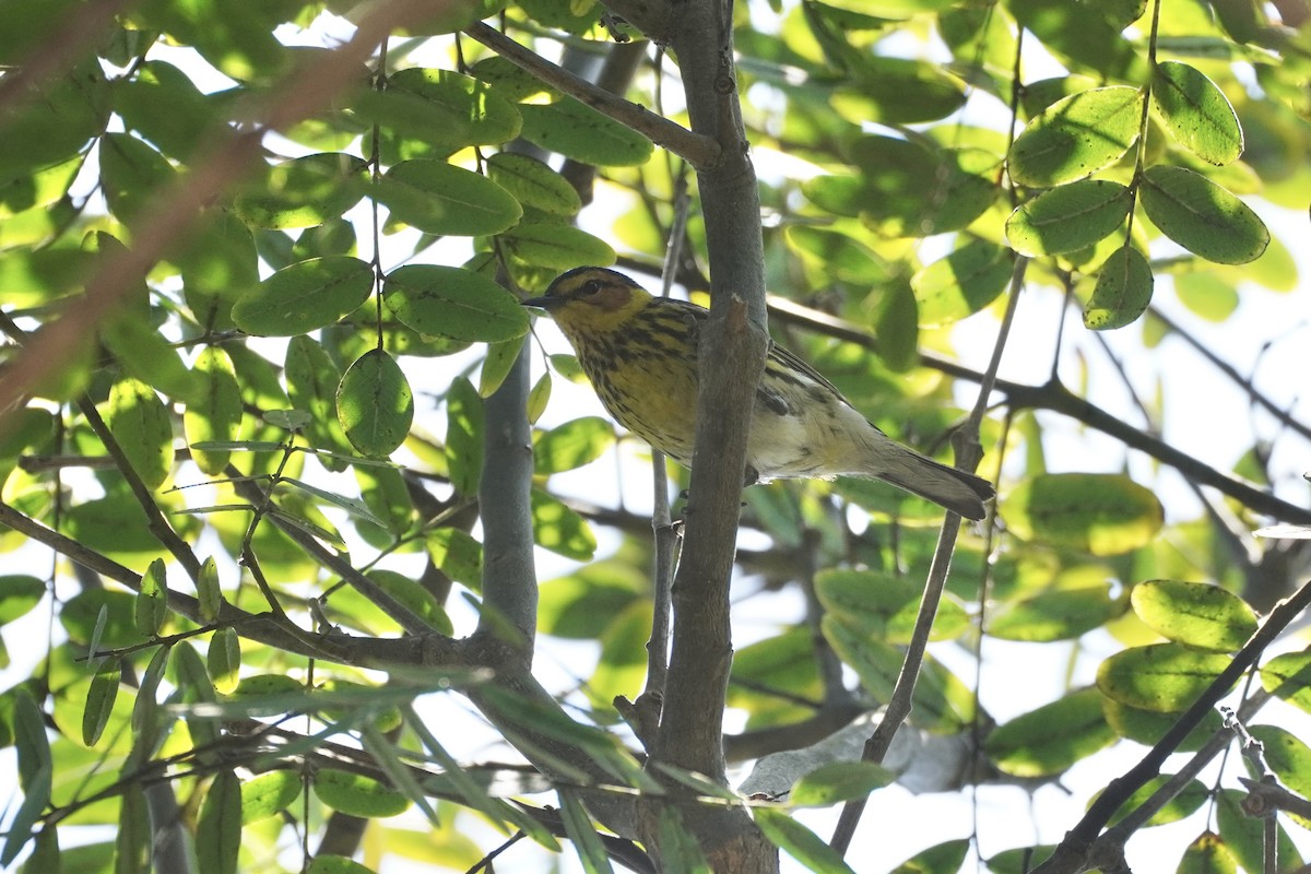 Cape May Warbler - ML462945601