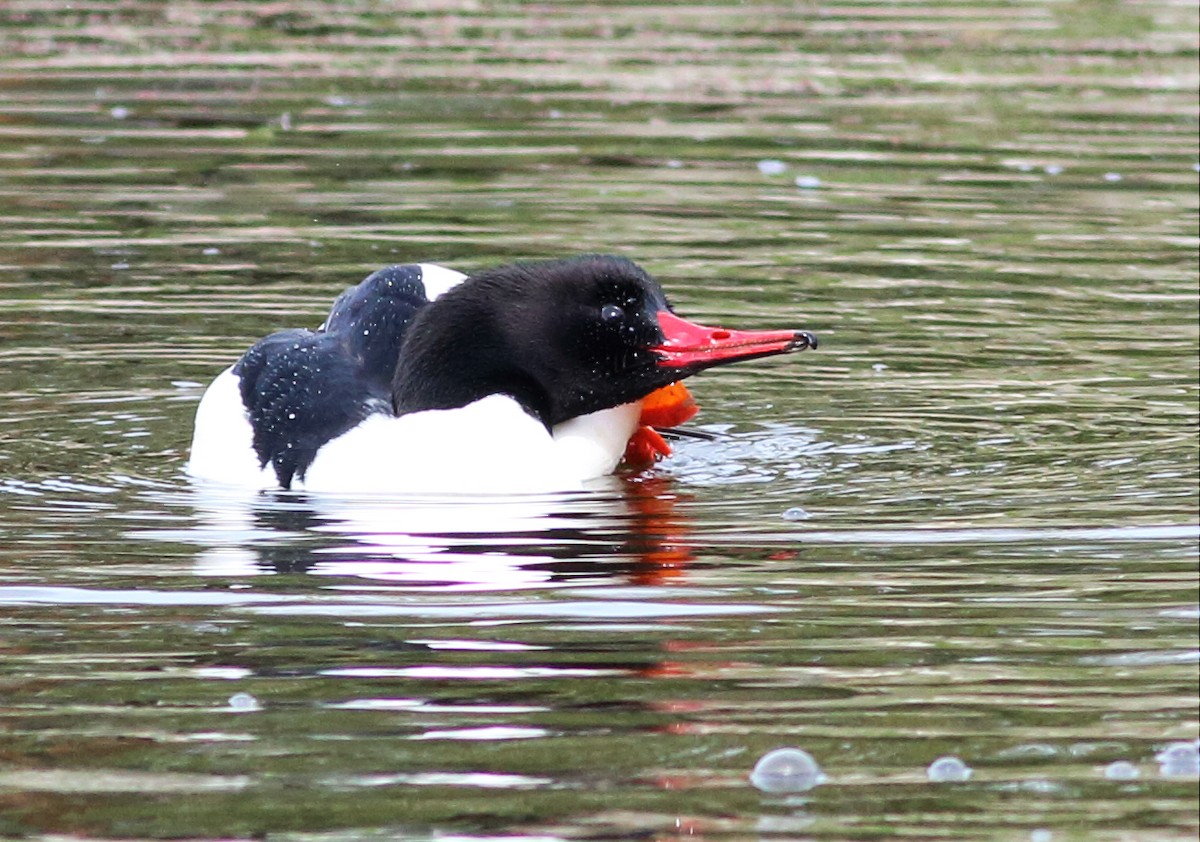 Common Merganser (North American) - ML46294571