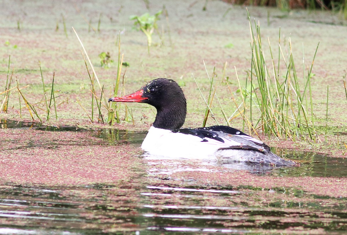 Common Merganser (North American) - ML46294591