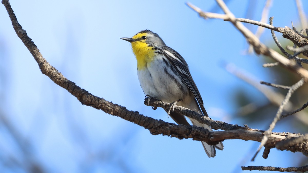 Grace's Warbler - ML462945991