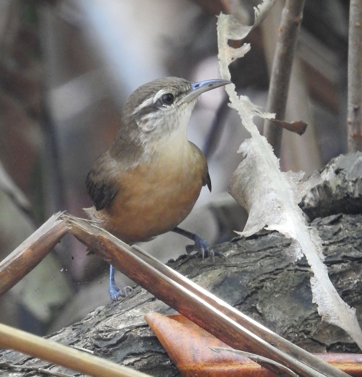 Buff-breasted Wren - ML462946861