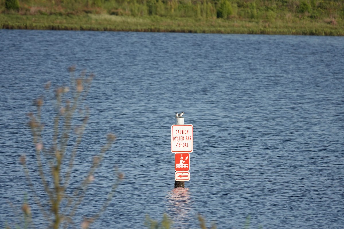 Least Tern - ML462948221