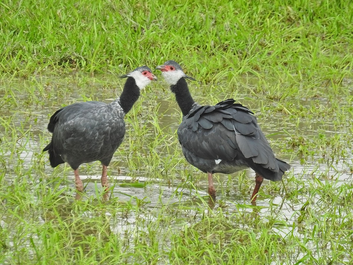 Northern Screamer - ML462948391