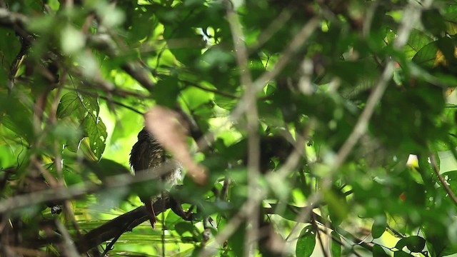 Pale-billed Sicklebill - ML462949