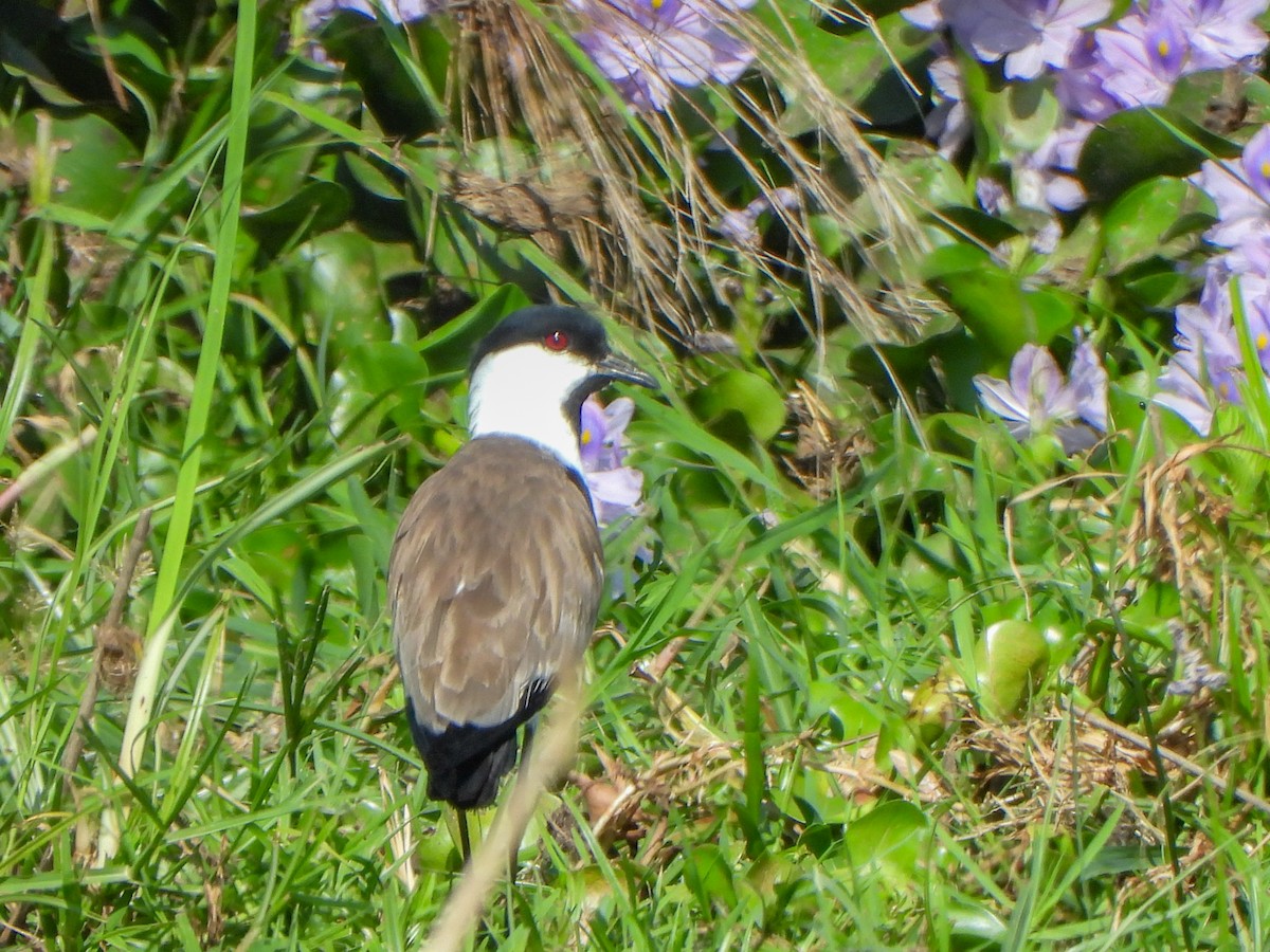 Spur-winged Lapwing - ML462951191