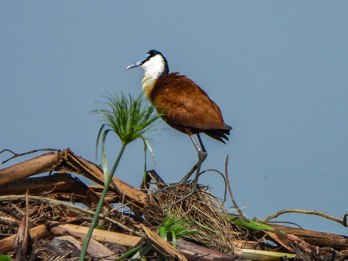 African Jacana - ML462951431