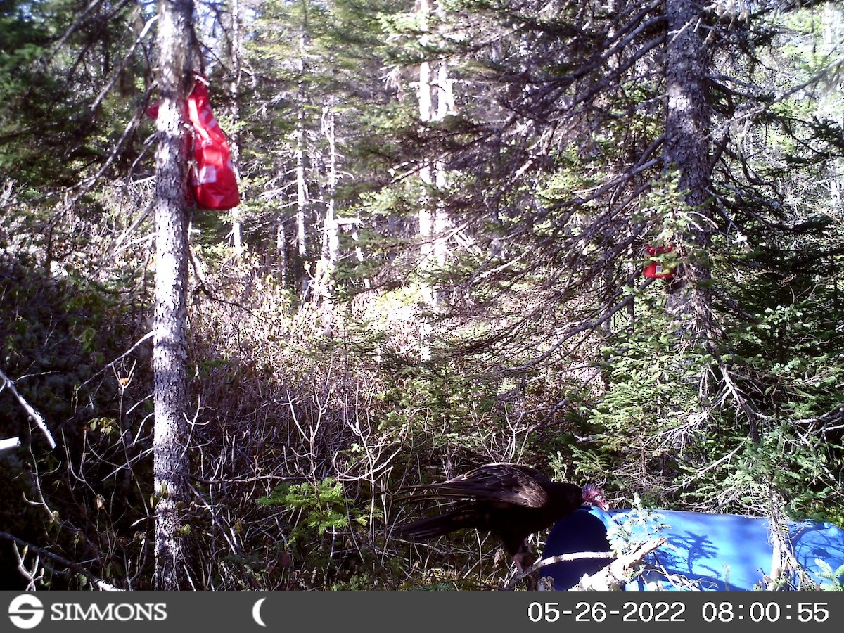 Turkey Vulture - ML462952261