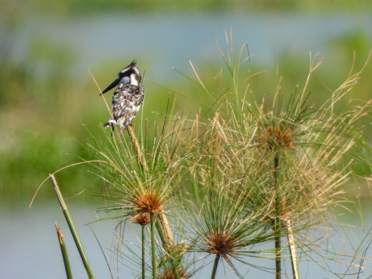 Pied Kingfisher - ML462952401