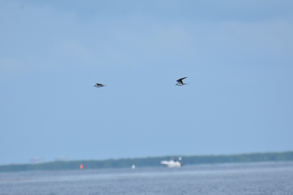 Sooty Tern - ML462952891