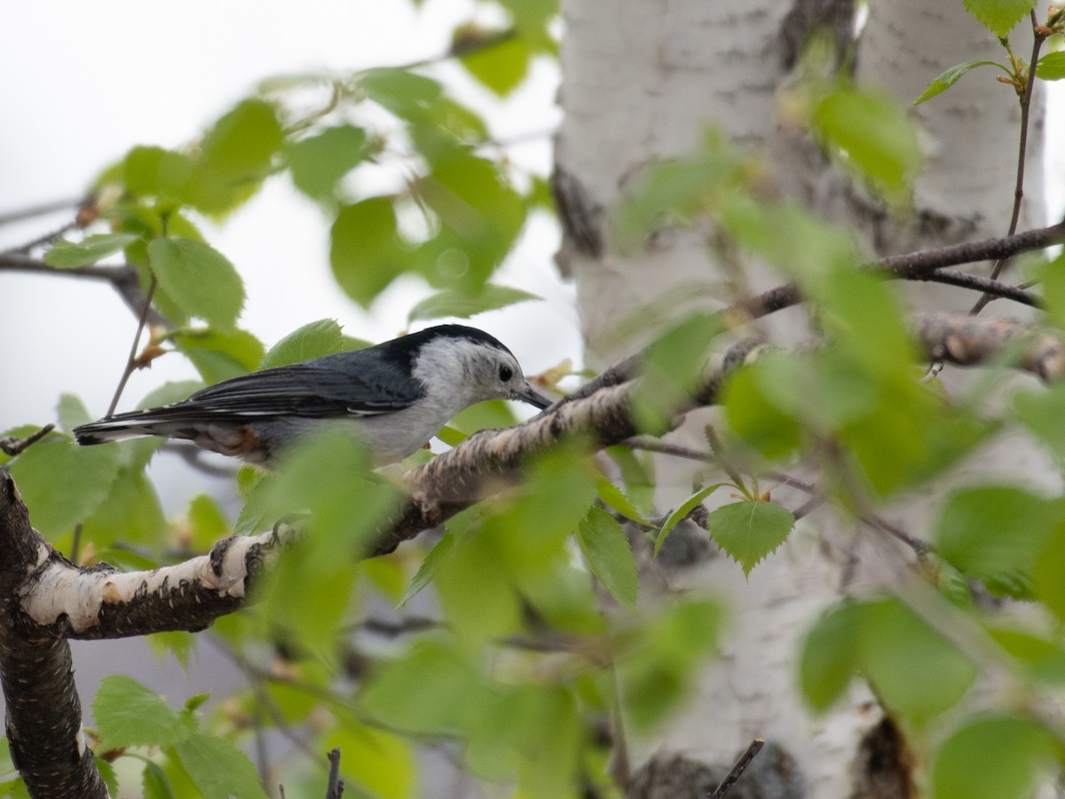 White-breasted Nuthatch - ML462953331