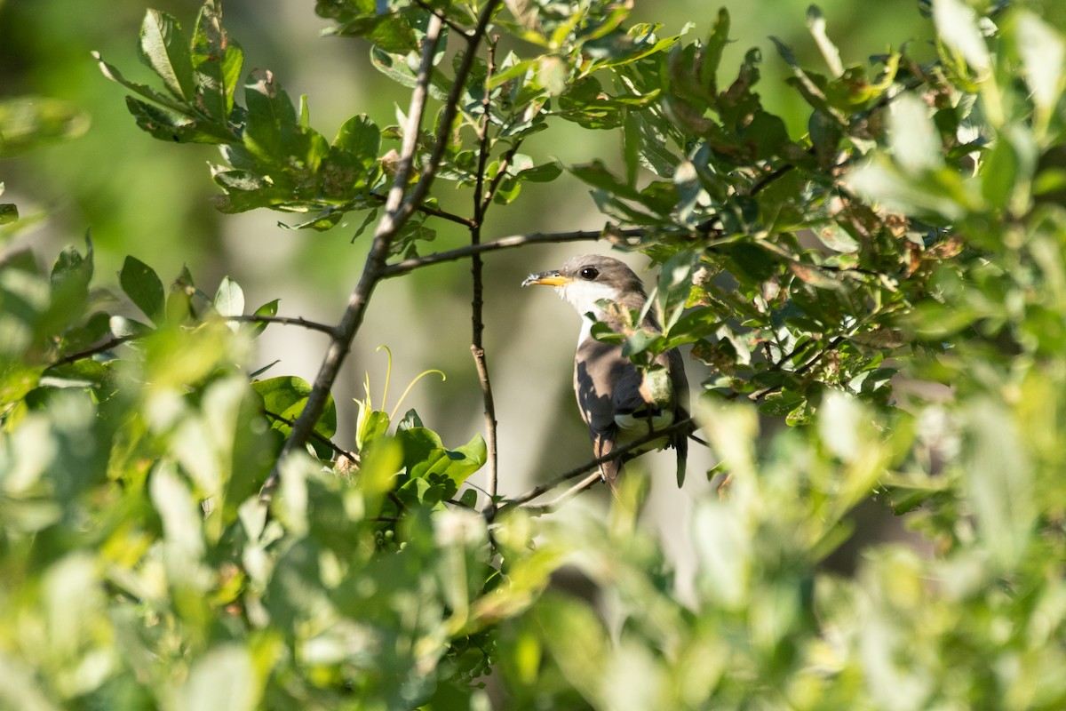 Yellow-billed Cuckoo - ML462953341