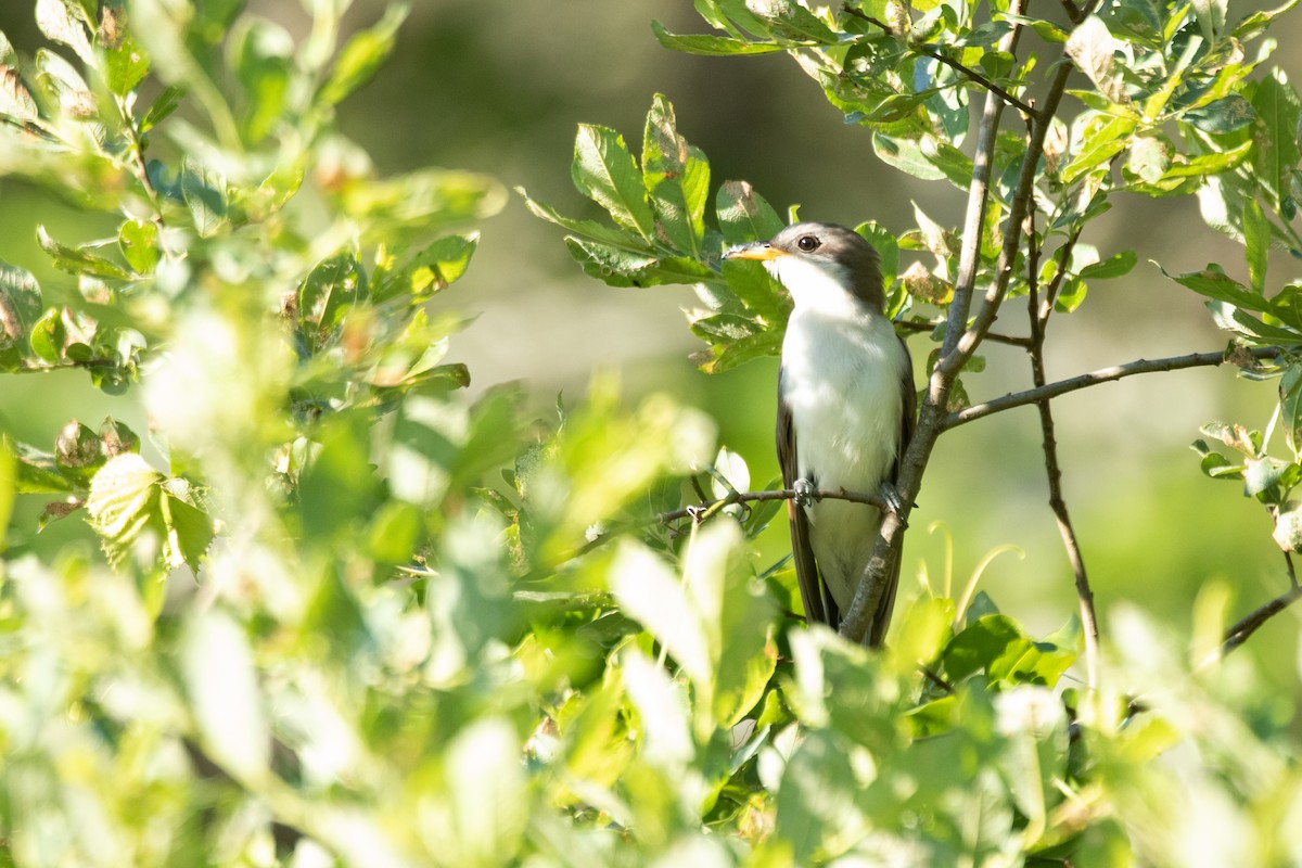 Yellow-billed Cuckoo - ML462953351